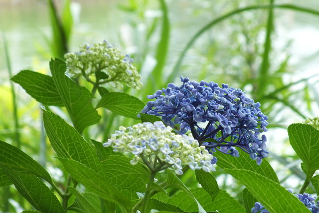 DSCF0237
