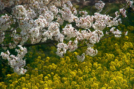 桜と菜の花の競演