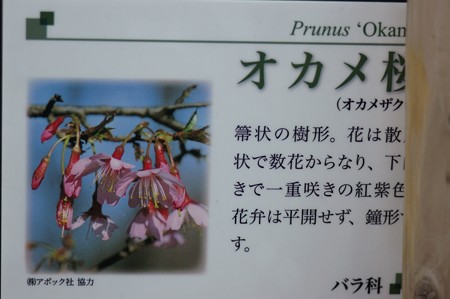 オカメ桜（オカメザクラ）