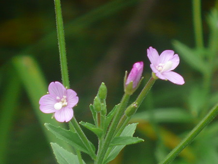 P1070090