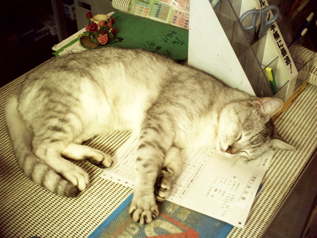 ねこ助お休み中