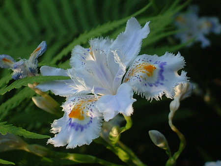 シャガ（ris japonica Thunb.）