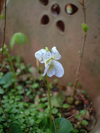 ソバカススミレ（Viola sororia 'Freckles'）