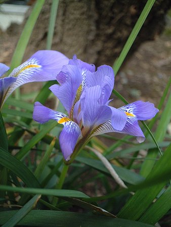 カンザキアヤメ（Iris unguicularis Poir.）