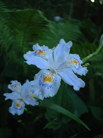 シャガ（Iris japonica Thunb.）