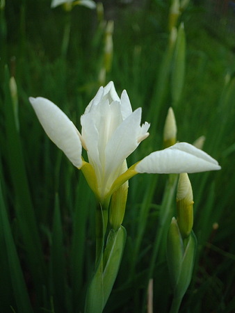 シロアヤメ（Iris sanguinea Hornem. f. albiflora Makino）