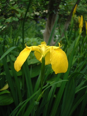 キショウブ（Iris pseudoacorus L.）