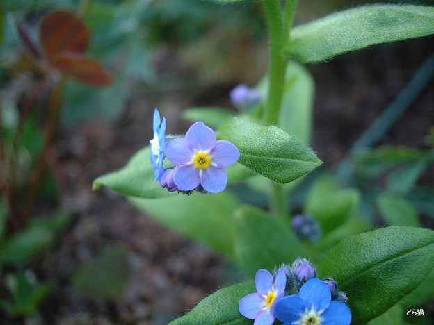 ノハラワスレナグサ Myosotis Alpestris F W Schmidt 園芸種 写真共有サイト フォト蔵