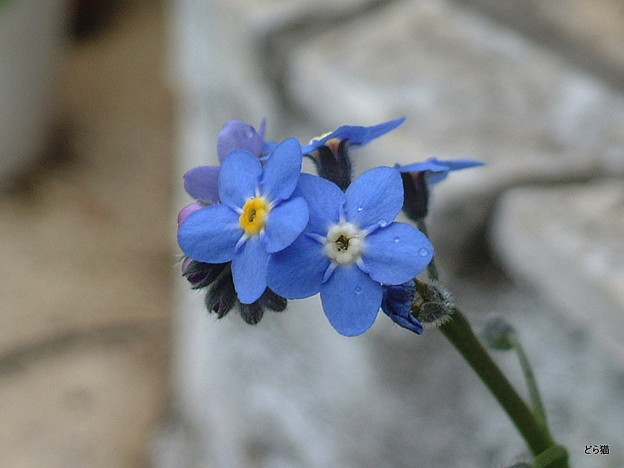 ノハラワスレナグサ Myosotis Alpestris F W Schmidt 園芸種 写真共有サイト フォト蔵