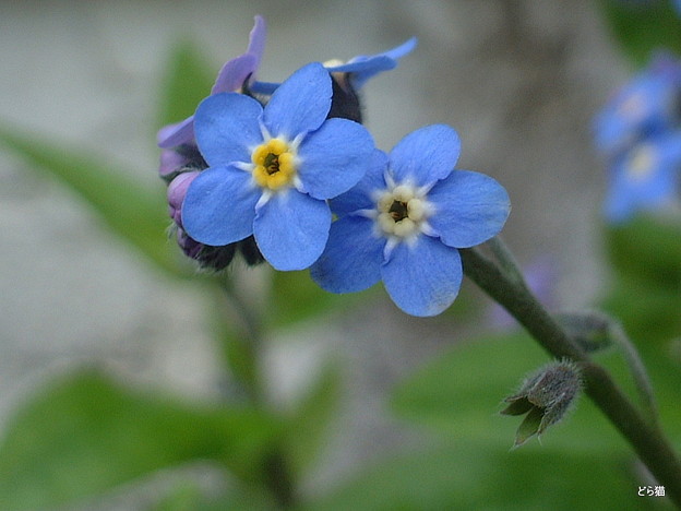 ノハラワスレナグサ Myosotis Alpestris F W Schmidt 園芸種 写真共有サイト フォト蔵