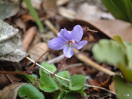 タチツボスミレ（Viola grypoceras A.Gray）