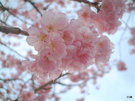 ツバキカンザクラ（Prunus ‘Tsubakikanzakura’）