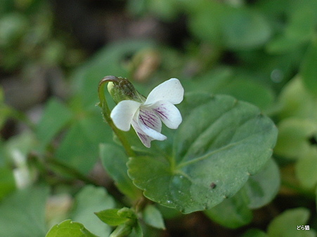 ツボスミレ（Viola verecunda A.Gray）