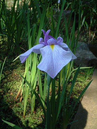 ハナショウブ（Iris ensata Thunb. var. ensata）