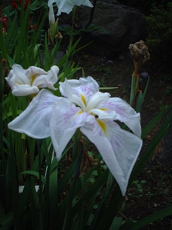 ハナショウブ（Iris ensata Thunb. var. ensata）