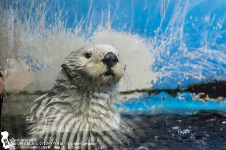 写真の埋立地 もしくはカワウソ沼 Otter Swamp 鴨川シーワールド