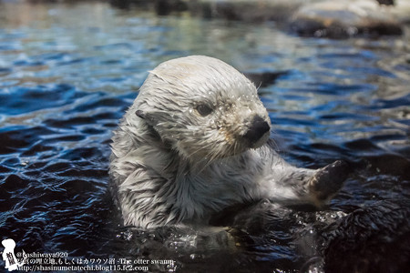 写真の埋立地 もしくはカワウソ沼 Otter Swamp 鴨川シーワールド