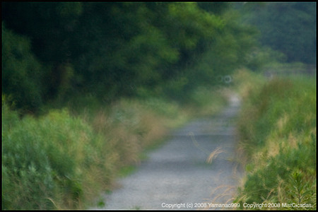road between fields
