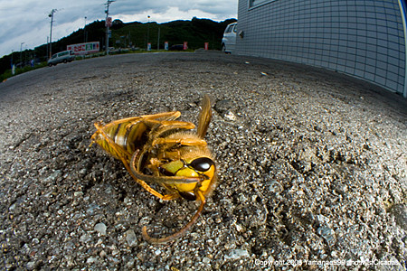 キイロスズメバチの死