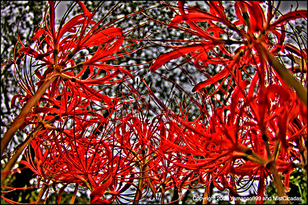 彼岸花2008_04