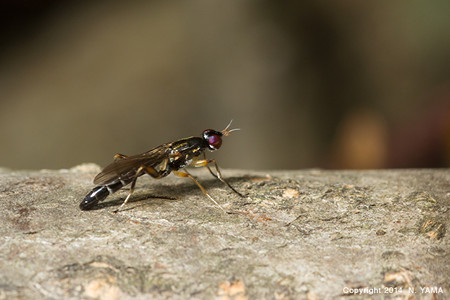 yamanao999_insect2014_061