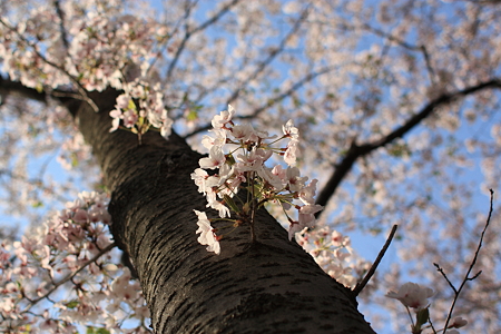 さくら公園