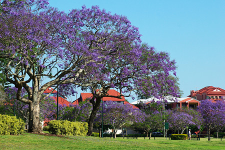 【Jacaranda mimosifolia 】 (ジャカランダ) New Farm Park (Brisbane・ブリスベン) にて 0021