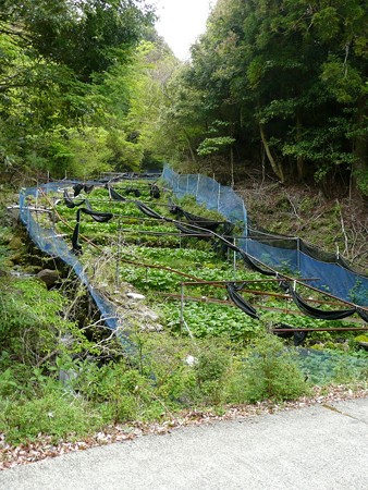 シラヌタの山葵田