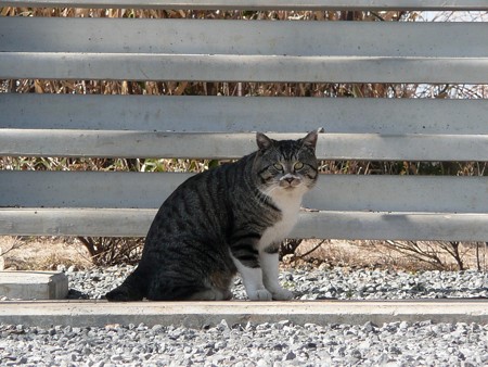 香貫山の猫