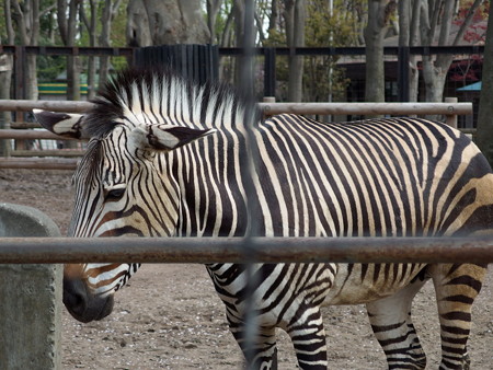 夢見ヶ崎動物公園のハートマンヤマシマウマ