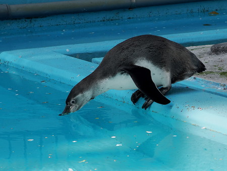 夢見ヶ崎動物公園のフンボルトペンギン