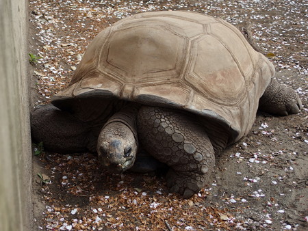 夢見ヶ崎動物公園のアルダブラゾウガメ