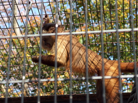 夢見ヶ崎動物公園のフサオマキザル