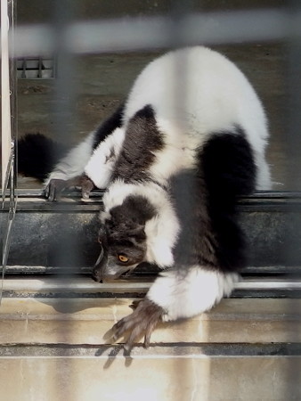 夢見ヶ崎動物公園のエリマキキツネザル