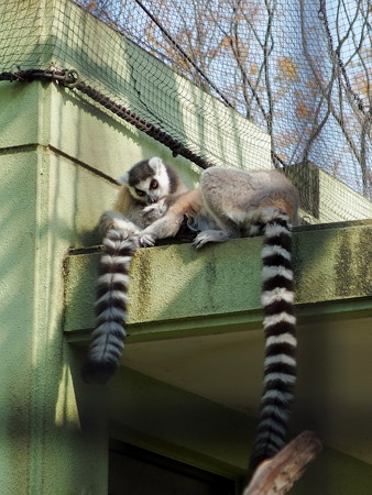 夢見ヶ崎動物公園のワオキツネザル