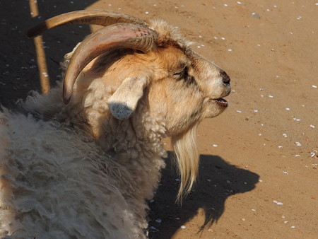 夢見ヶ崎動物公園のヤギ