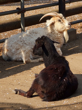 夢見ヶ崎動物公園のヤギ