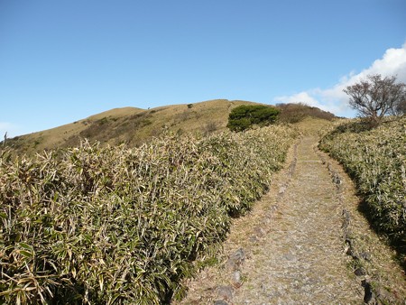 達磨山登山道