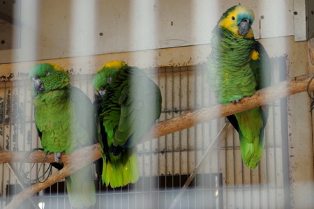 夢見ヶ崎動物公園のインコ達