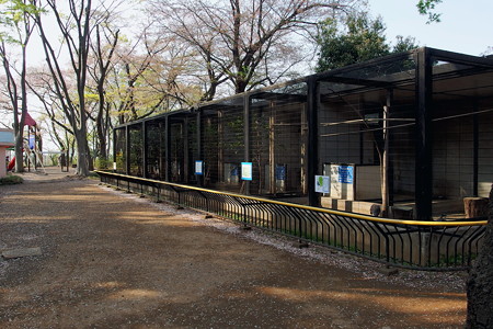 夢見ヶ崎動物公園のキジ舎