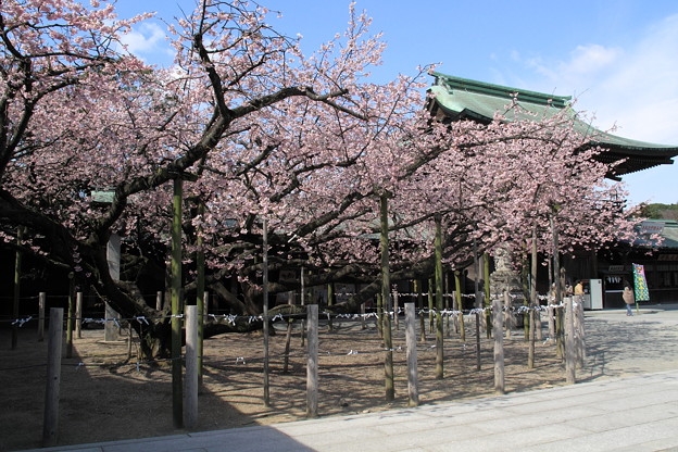 宮地嶽神社 二本の大寒緋桜 写真共有サイト フォト蔵