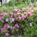 西ヶ原一里塚のつつじ