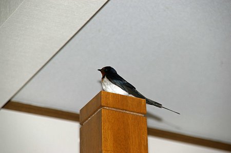 階段の手すり