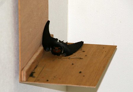大きさはこのくらいね