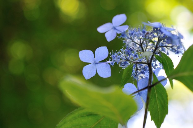16【紫陽花:黒姫】(1)