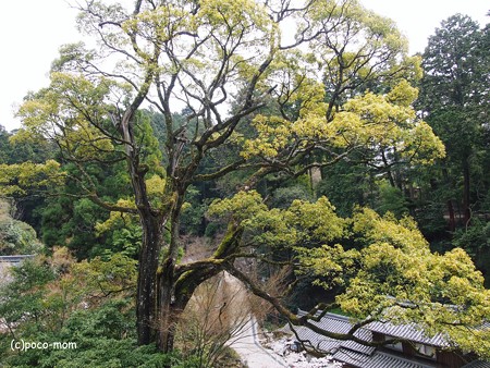 円教寺の楠2014年04月12日_P4120149