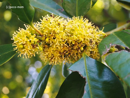 上野で見かけた花 月桂樹?2014年04月27日_P4270524