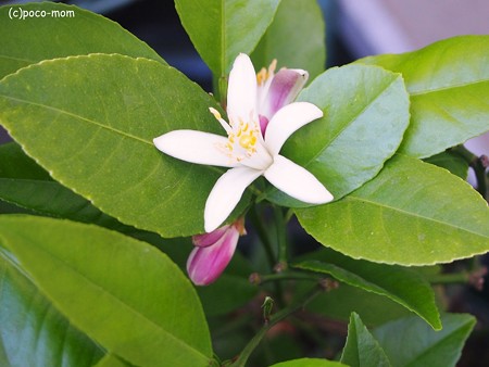 レモンの花2014年05月07日_P5070962