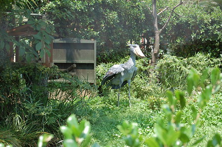 ハシビロコウ