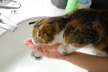 水道の水が好き